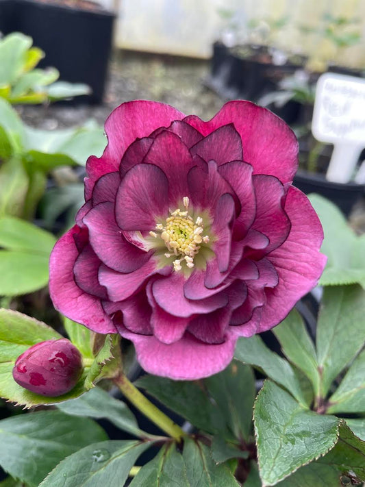 Helleborus x 'Red Sapphire'