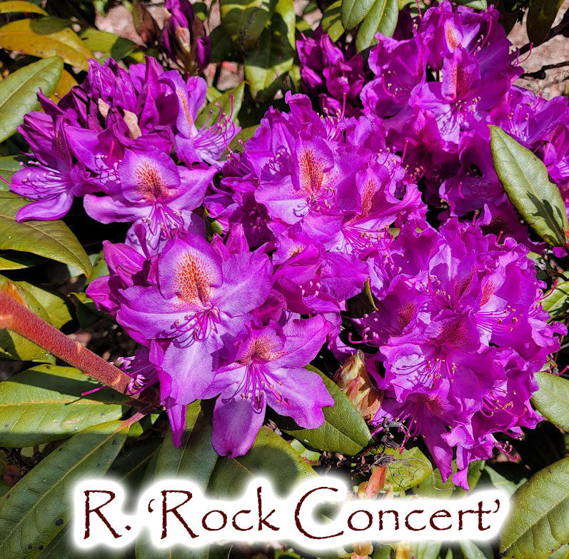 R. 'Rock Concert'