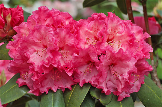 R. Rose de Bretagne'