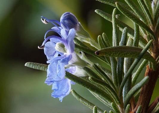 Rosemary 'Tuscan Blue'