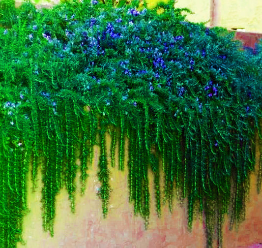 Trailing or Creeping Rosemary - Rosmarinus officinalis 'Huntington Carpet'