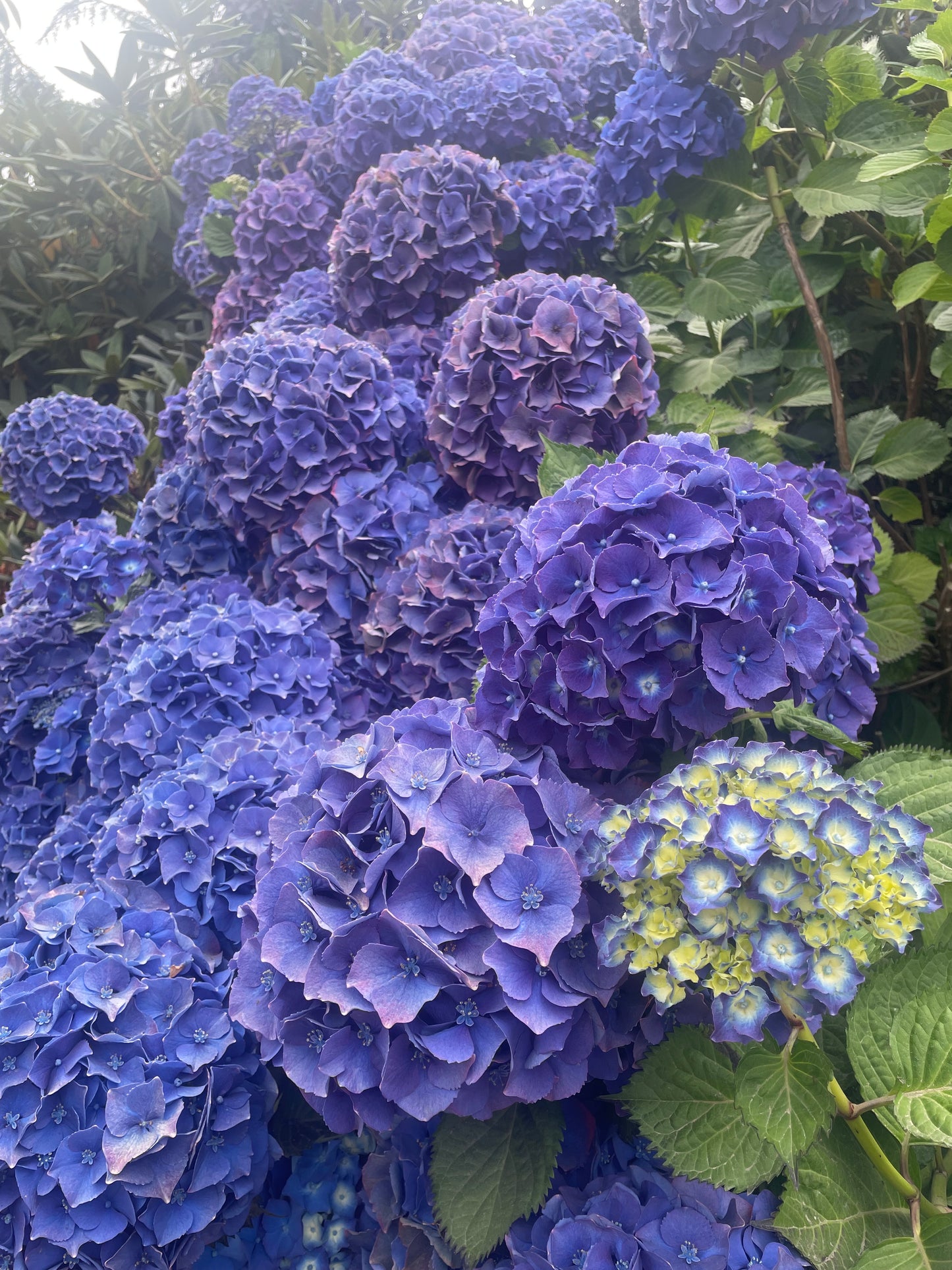 Hydrangea macrophylla 'Royal Purple'