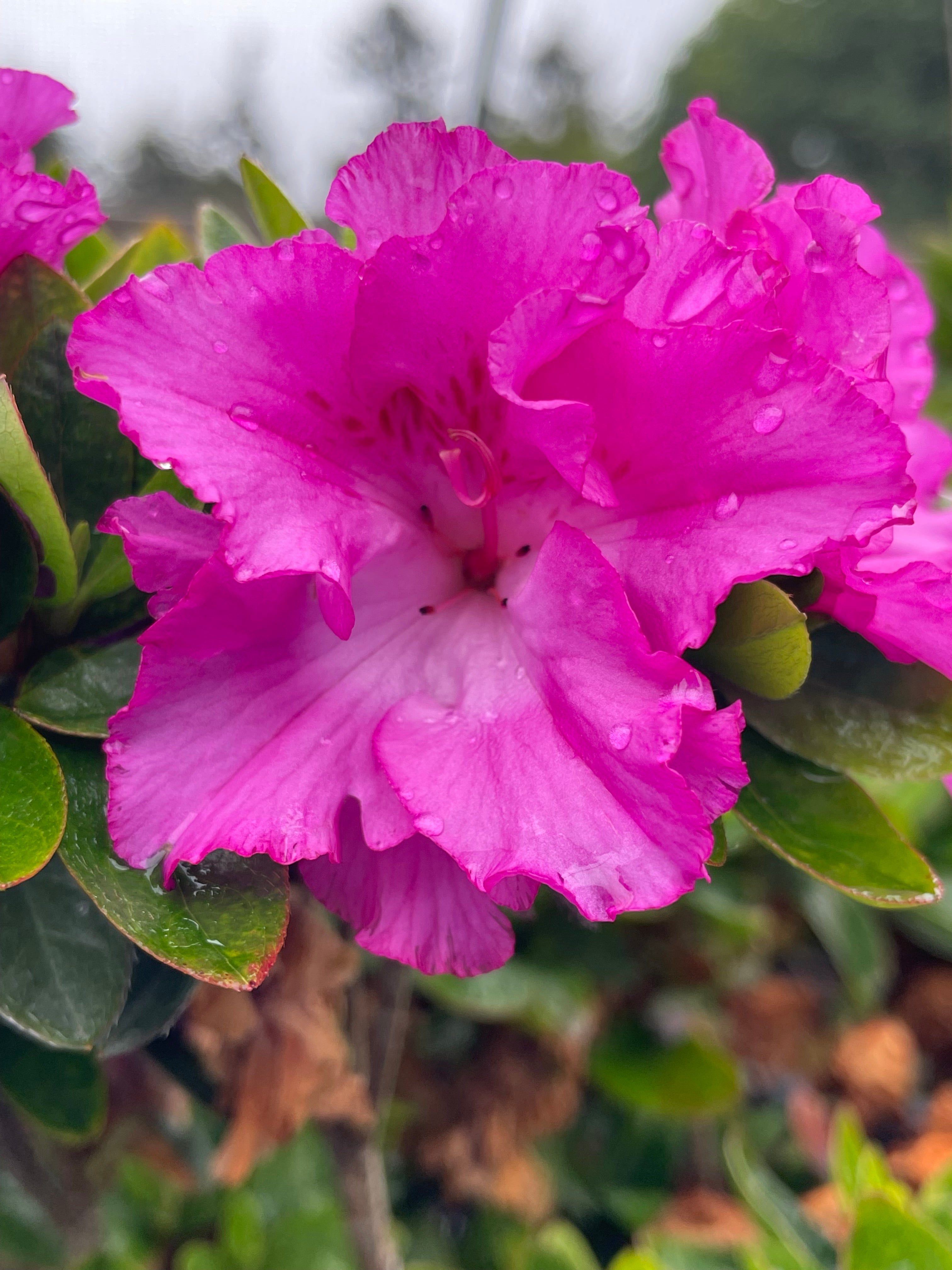 Guru Royal Robe Az. 'Royal Robe' – Singing Tree Gardens Nursery