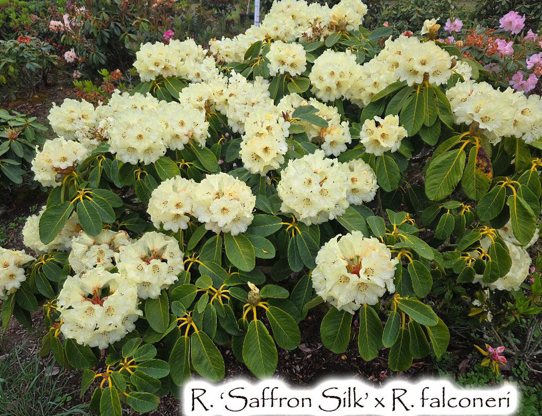 R. 'Saffron Silk' x R. falconeri