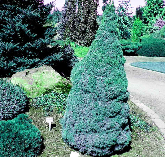 Picea glauca 'Sander's Blue'