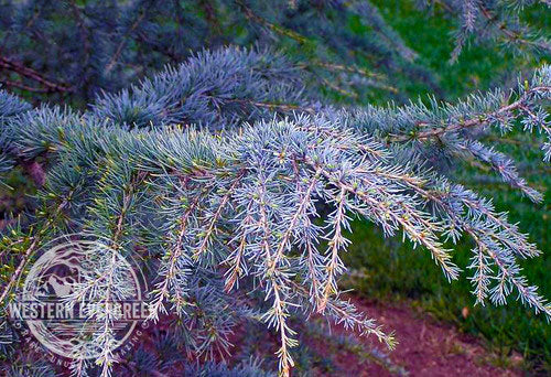 Cedrus deodara 'Sander's Blue' – Singing Tree Gardens Nursery