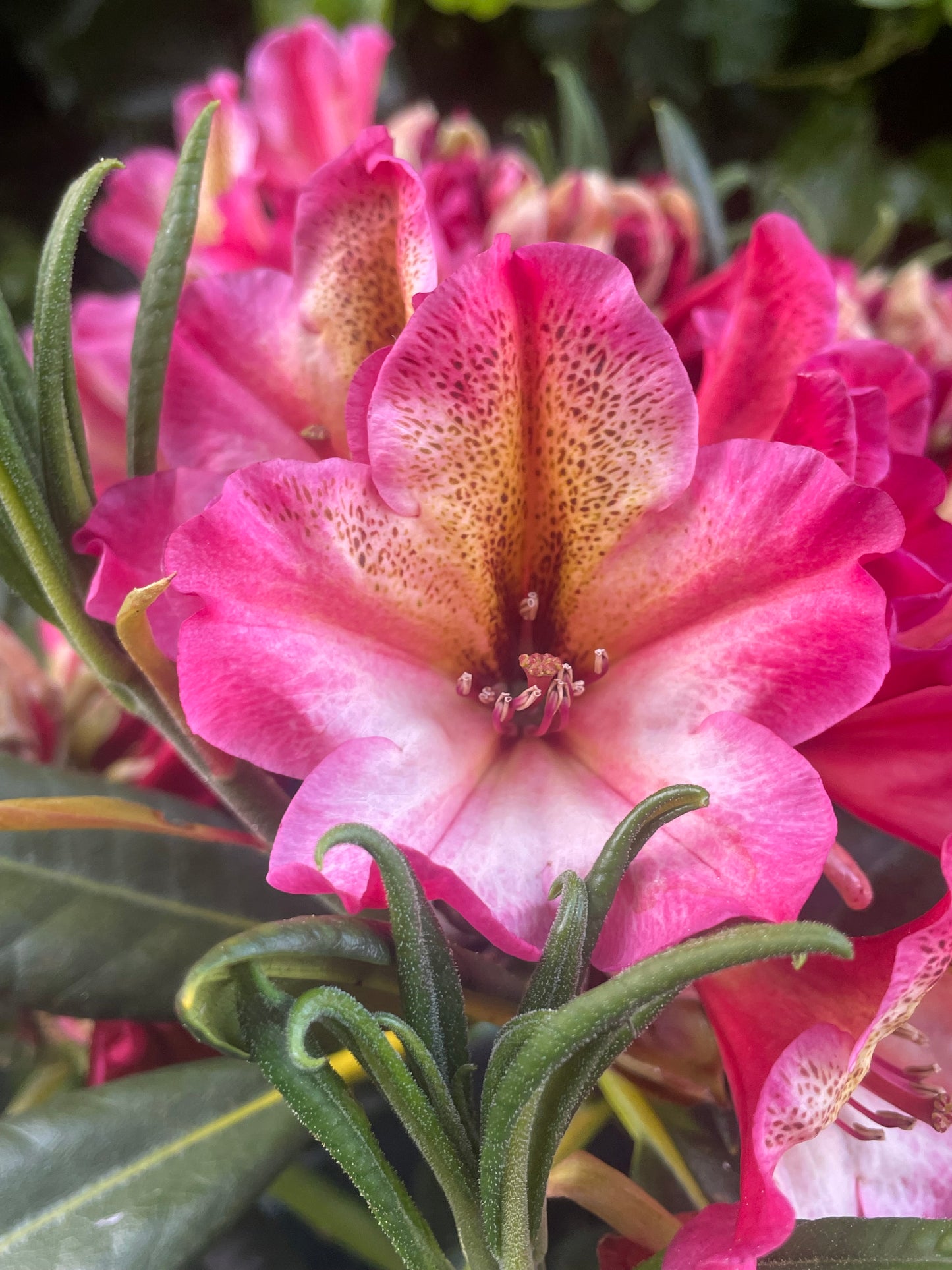 R. 'Scarlet Leopard'