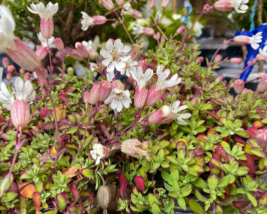 Silene uniflora - Sea Campion