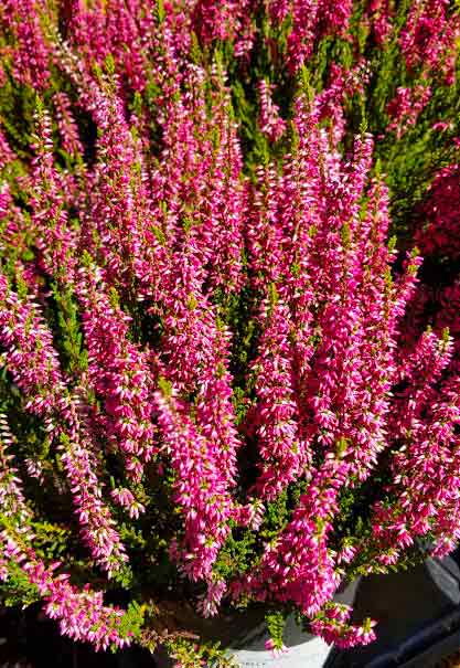 Calluna vulgaris 'Selly'