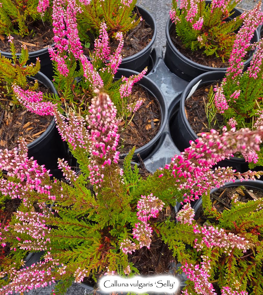 Calluna vulgaris 'Selly'