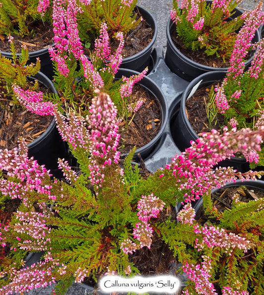 Calluna vulgaris 'Selly'