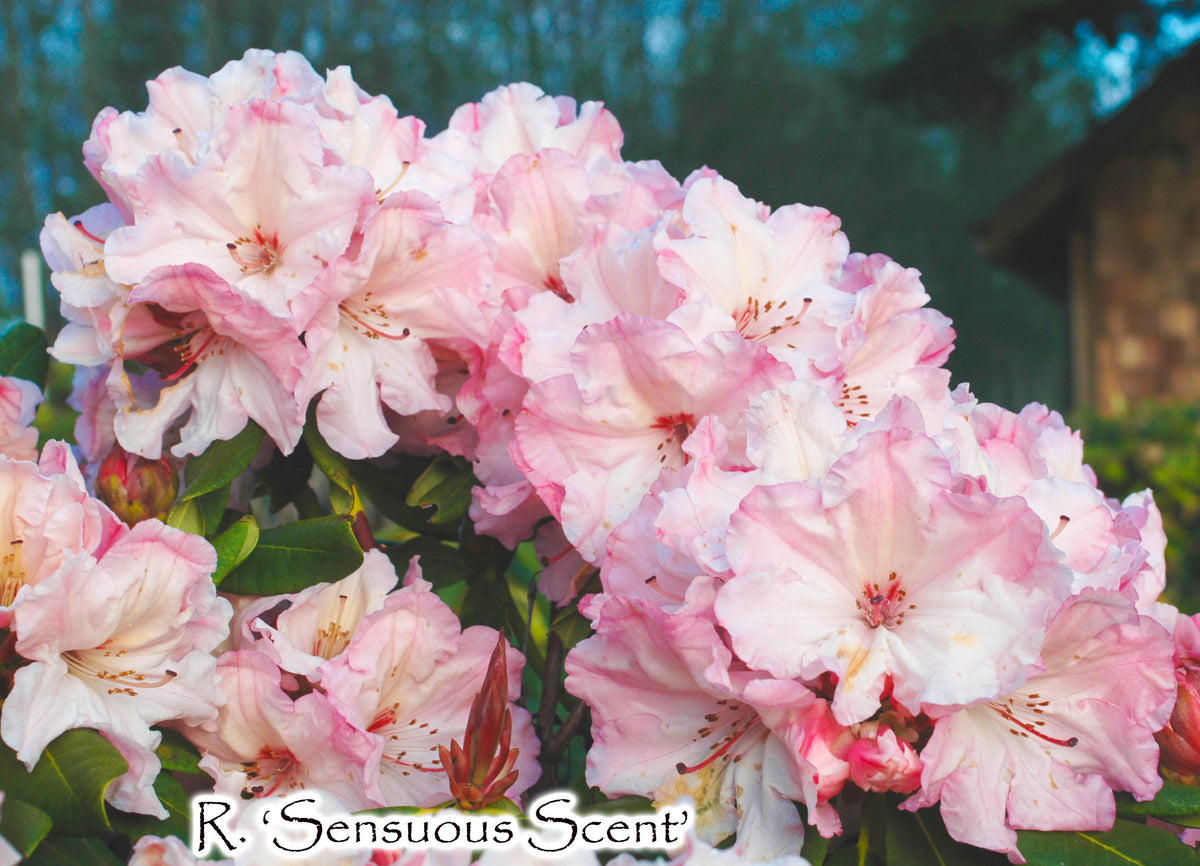 R. 'Sensuous Scent'