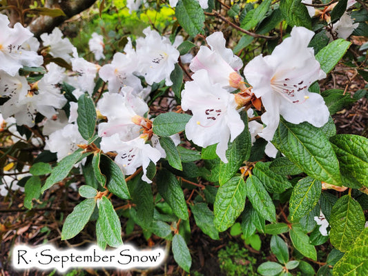 R. 'September Snow'