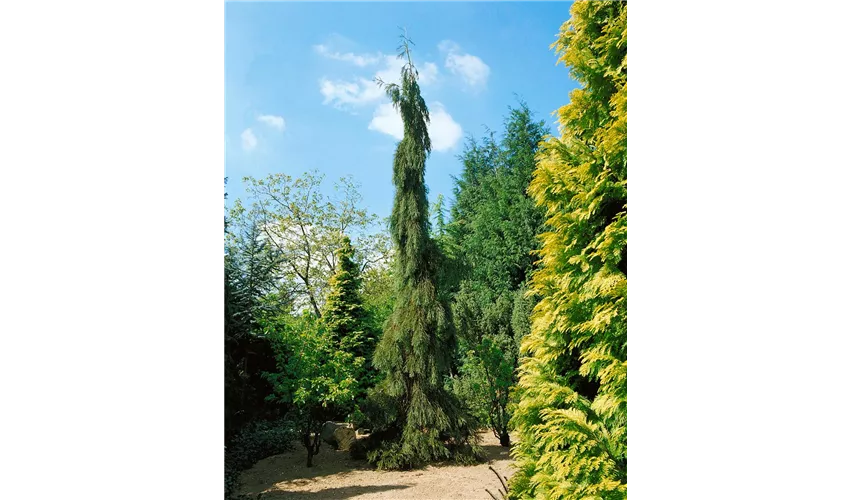 Sequoia giganteum 'Barabit's Requiem'