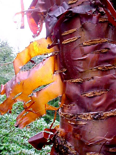 Prunus serrula - Tibetan Cherry Tree