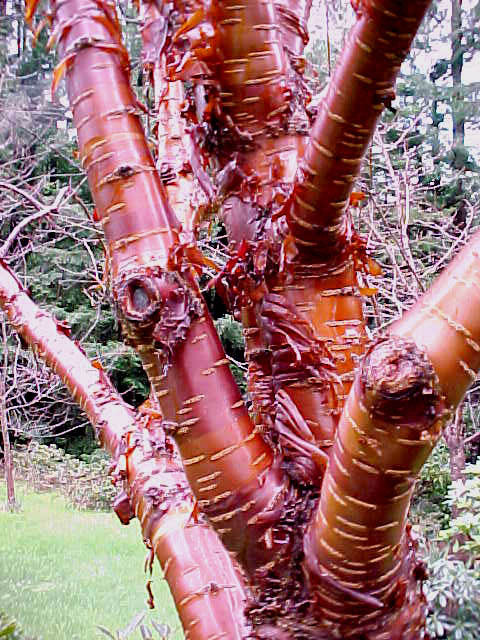 Prunus serrula - Tibetan Cherry Tree