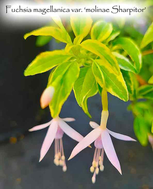 Fuchsia magellanica var. 'molinae Sharpitor'