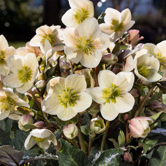 Helleborus x e. HGC 'Shooting Star'