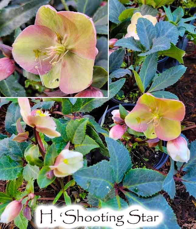Helleborus x e. HGC 'Shooting Star'