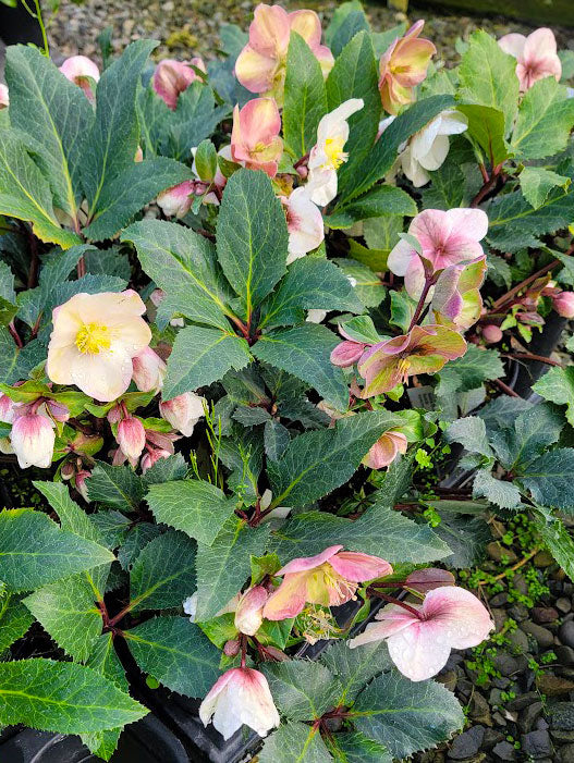 Helleborus x e. HGC 'Shooting Star'