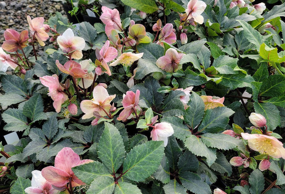 Helleborus x e. HGC 'Shooting Star'