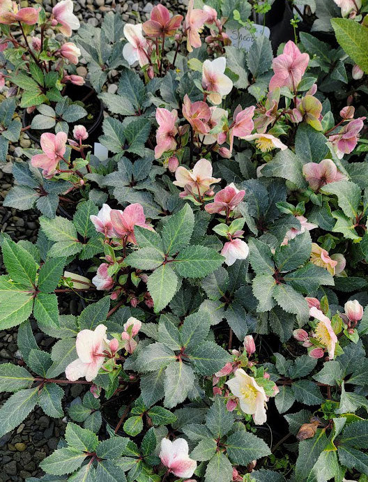 Helleborus x e. HGC 'Shooting Star'