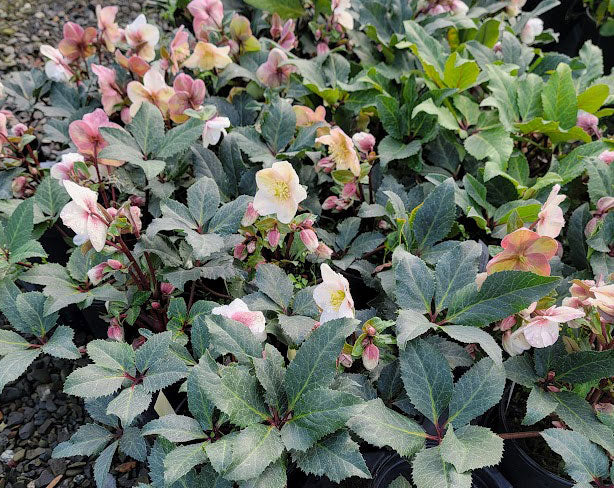 Helleborus x e. HGC 'Shooting Star'