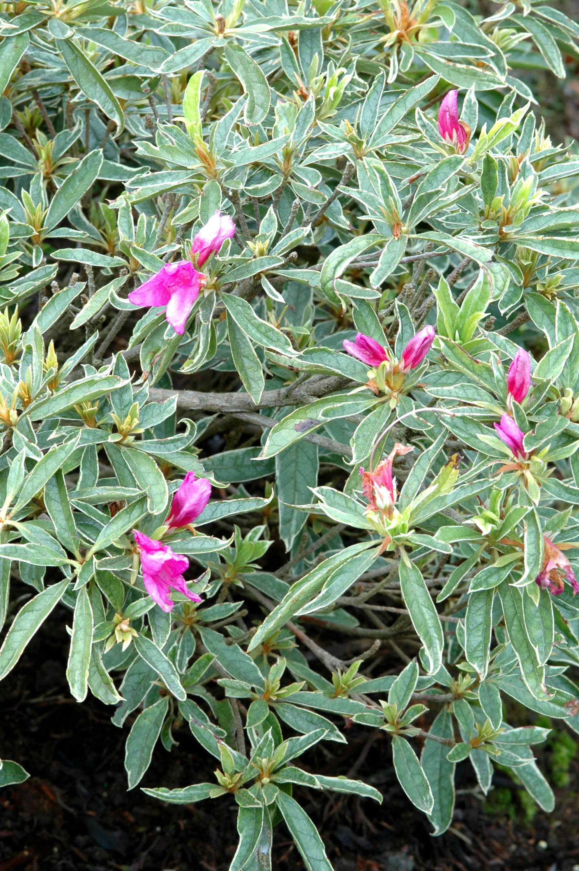 Az. simsii – Singing Tree Gardens Nursery