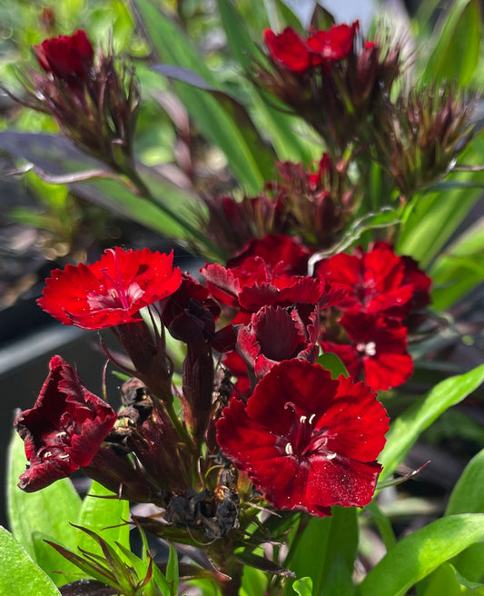 Dianthus barbatus nigrescens 'Sooty'