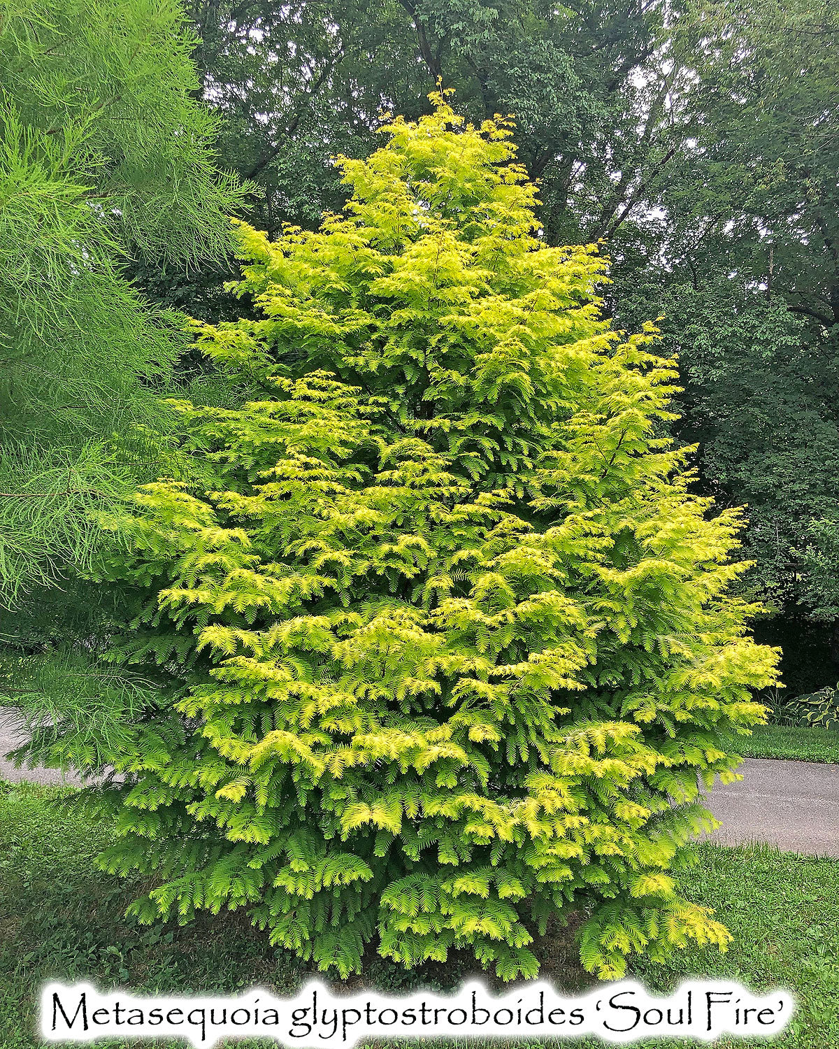 Metasequoia glyptostroboides 'Soul Fire'