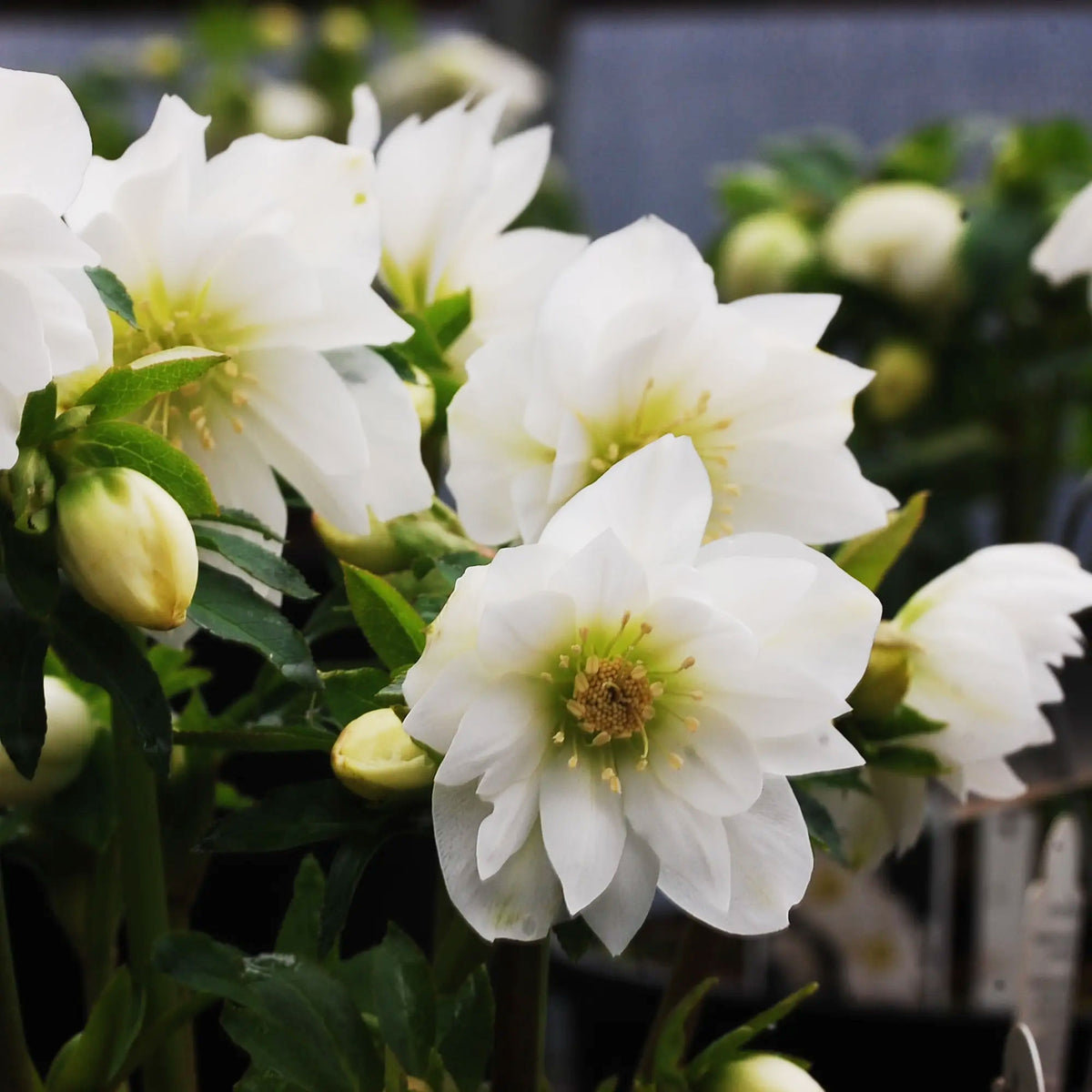 Helleborus 'Sparkling Diamond'