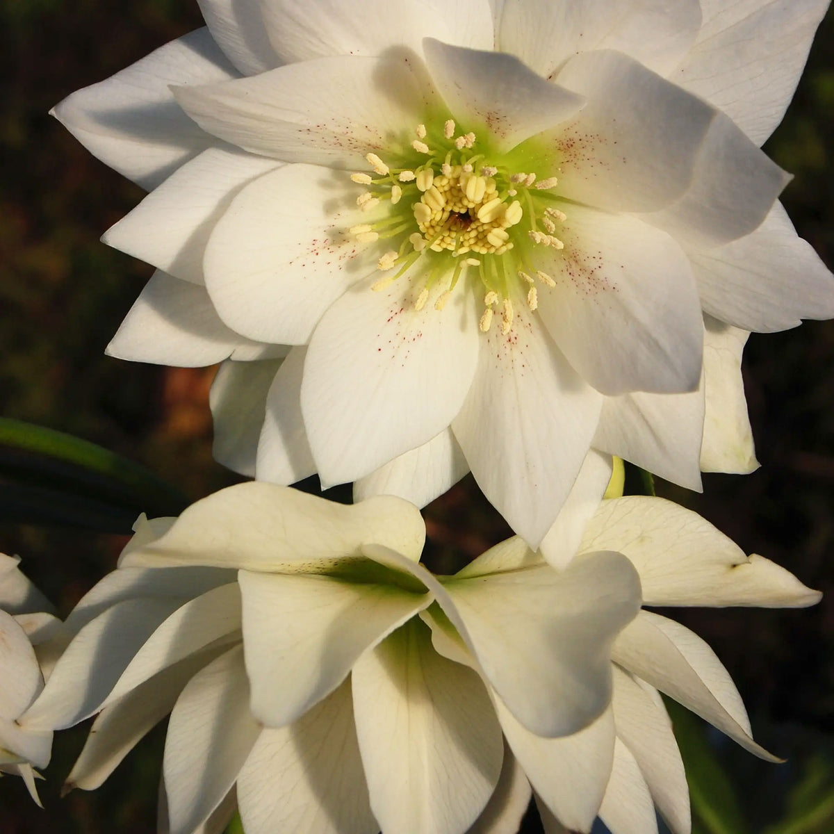 Helleborus 'Sparkling Diamond'