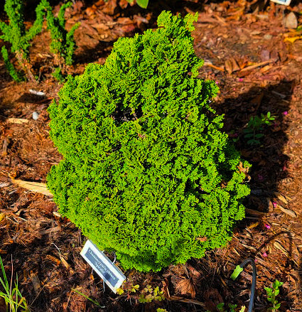 Chamaecyparis obtusa 'Spiralis'