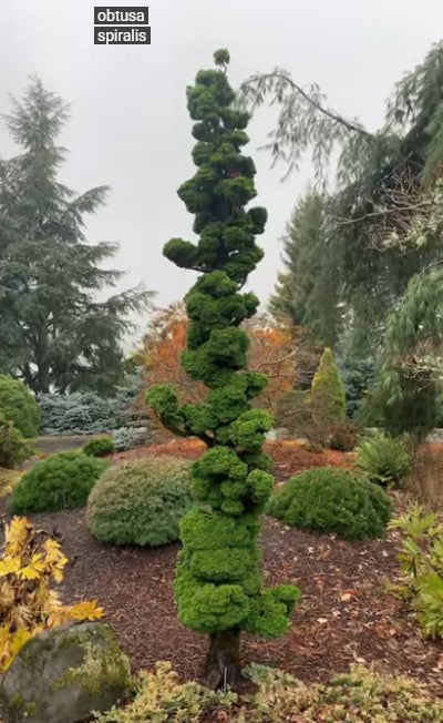 Chamaecyparis obtusa 'Spiralis'