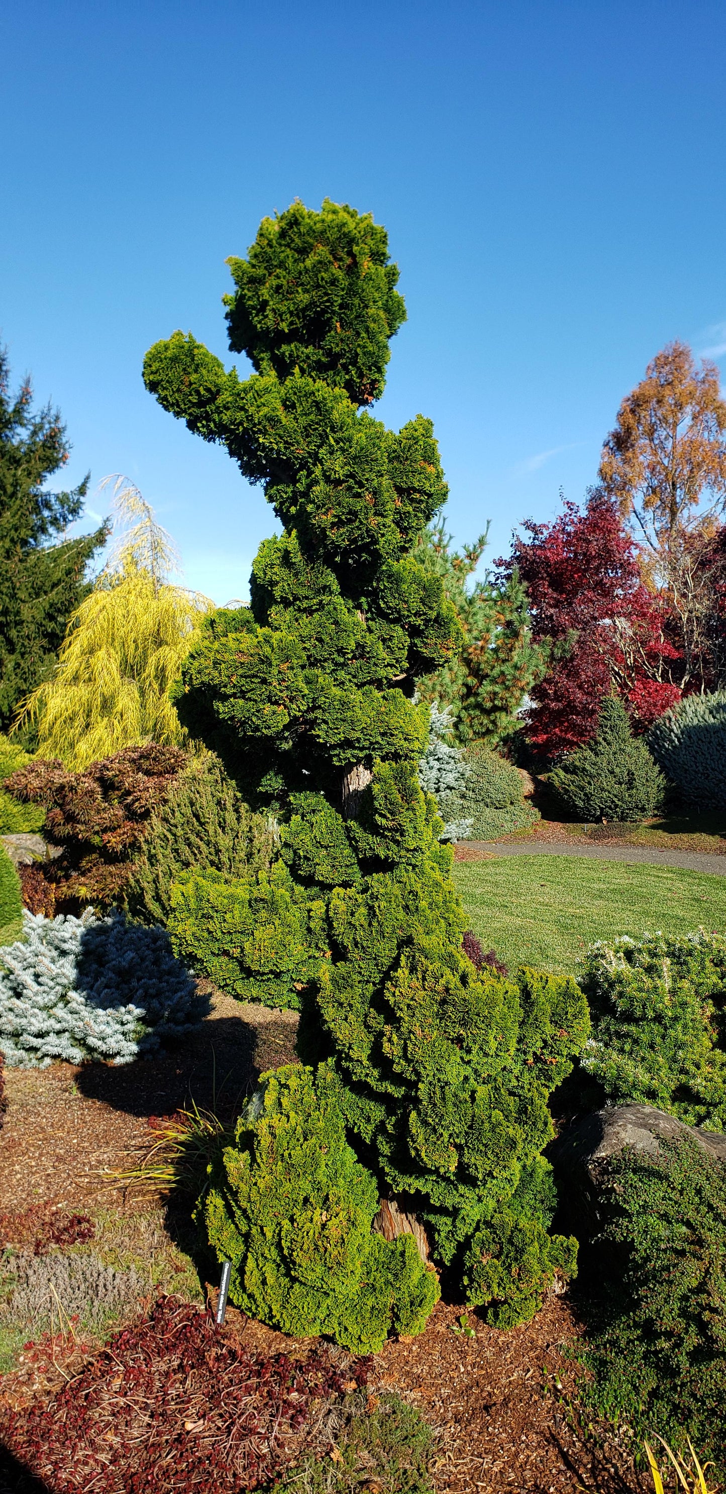 Chamaecyparis obtusa 'Spiralis'