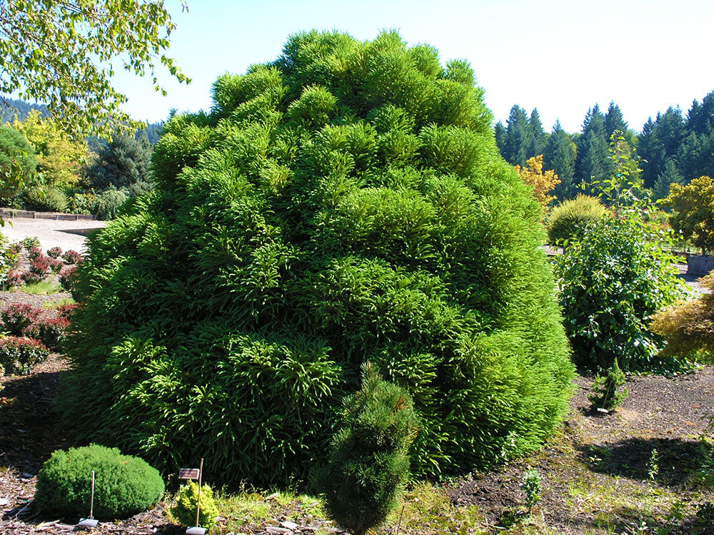 Cryptomeria japonica 'Spiralis'