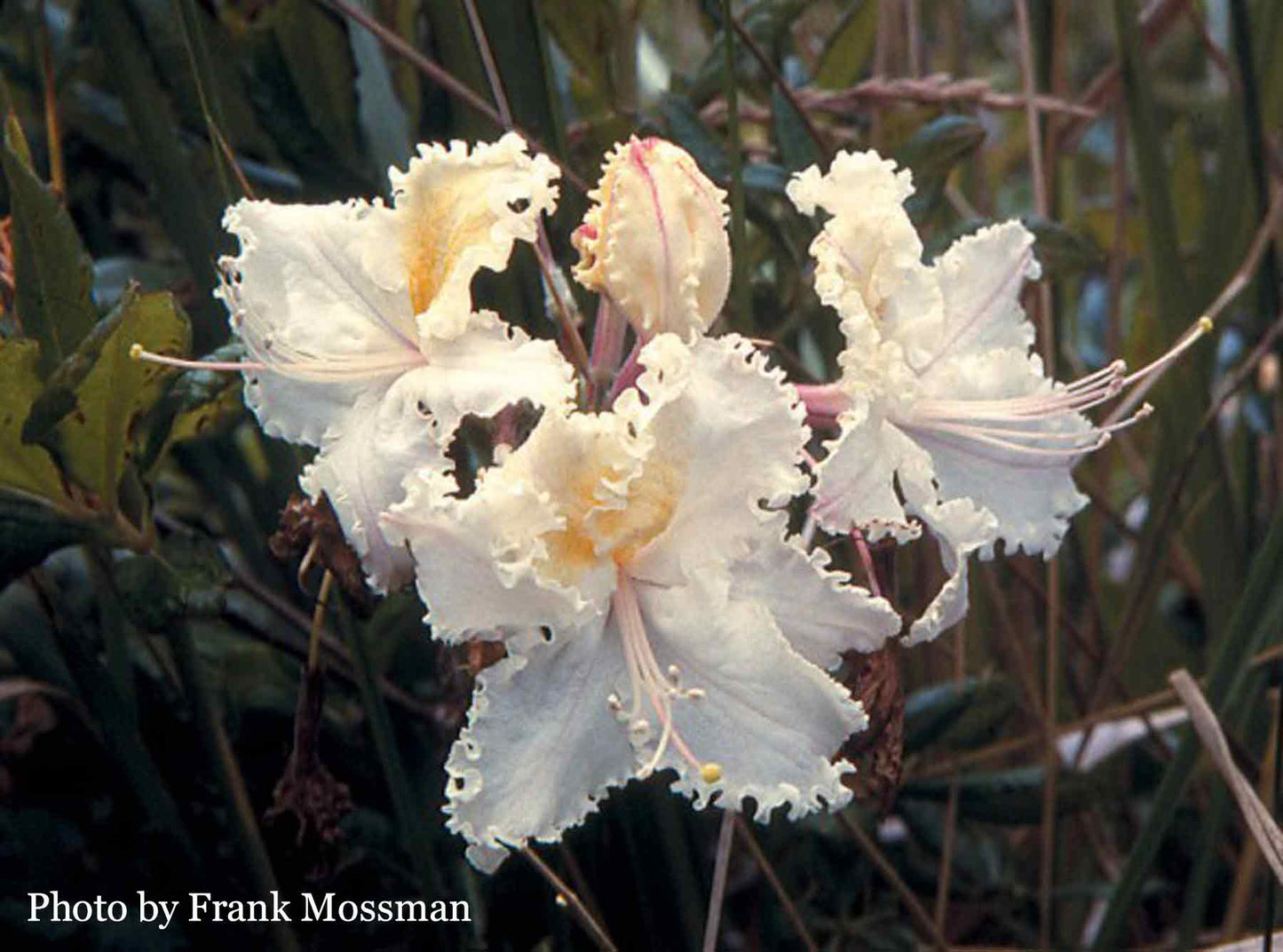 R. occidentale 'Stagecoach Frills'