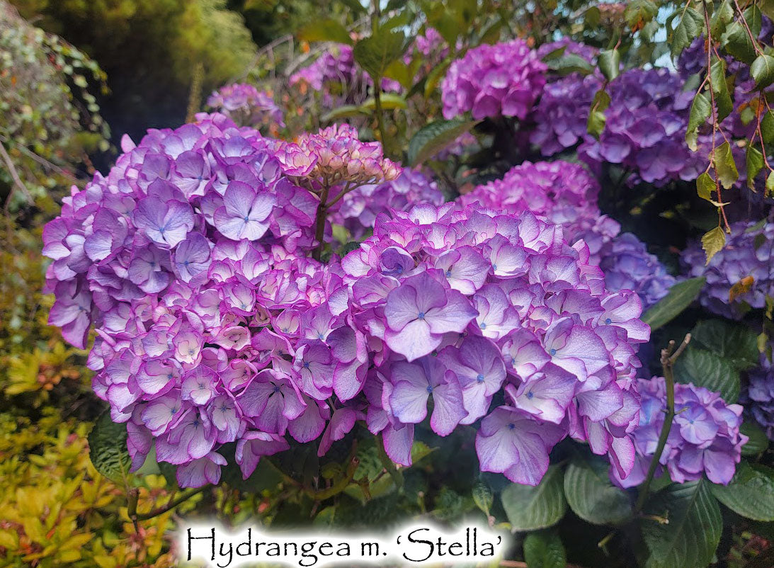 Hydrangea m. 'Stella'