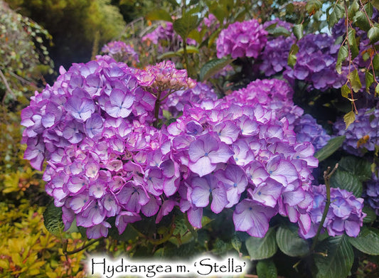 Hydrangea m. 'Stella'