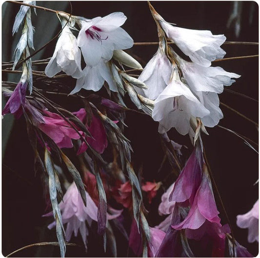 Dierama pulcherrimum 'Strawberry Ice Cream'