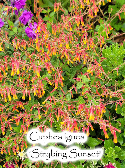Cuphea ignea 'Strybing Sunset'