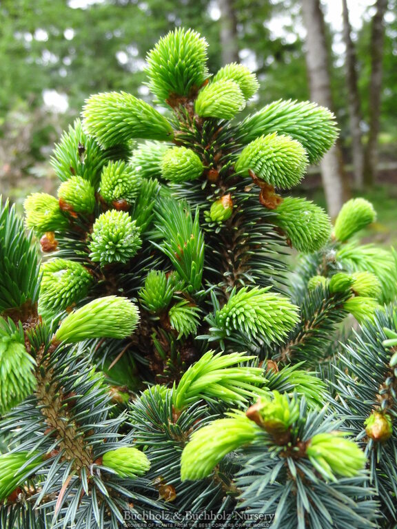 Picea sitchensis 'Sugarloaf'