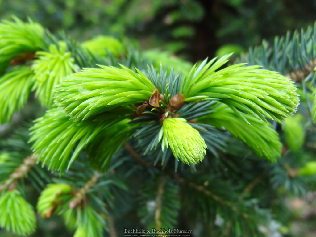 Picea sitchensis 'Sugarloaf'