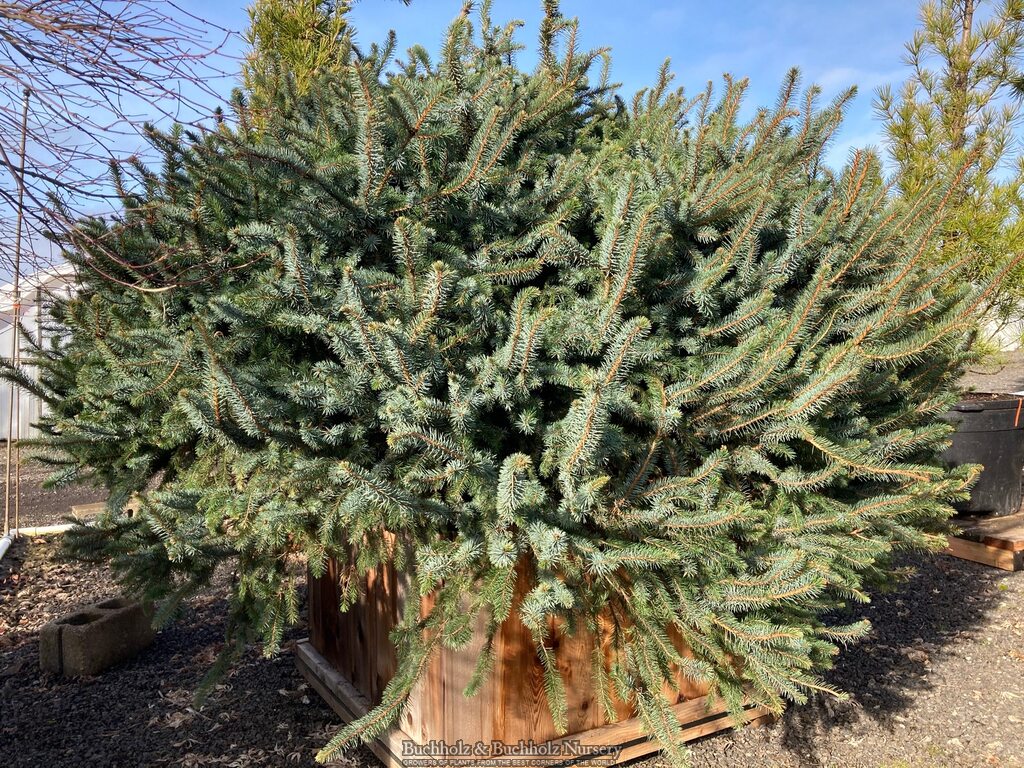 Picea sitchensis 'Sugarloaf'