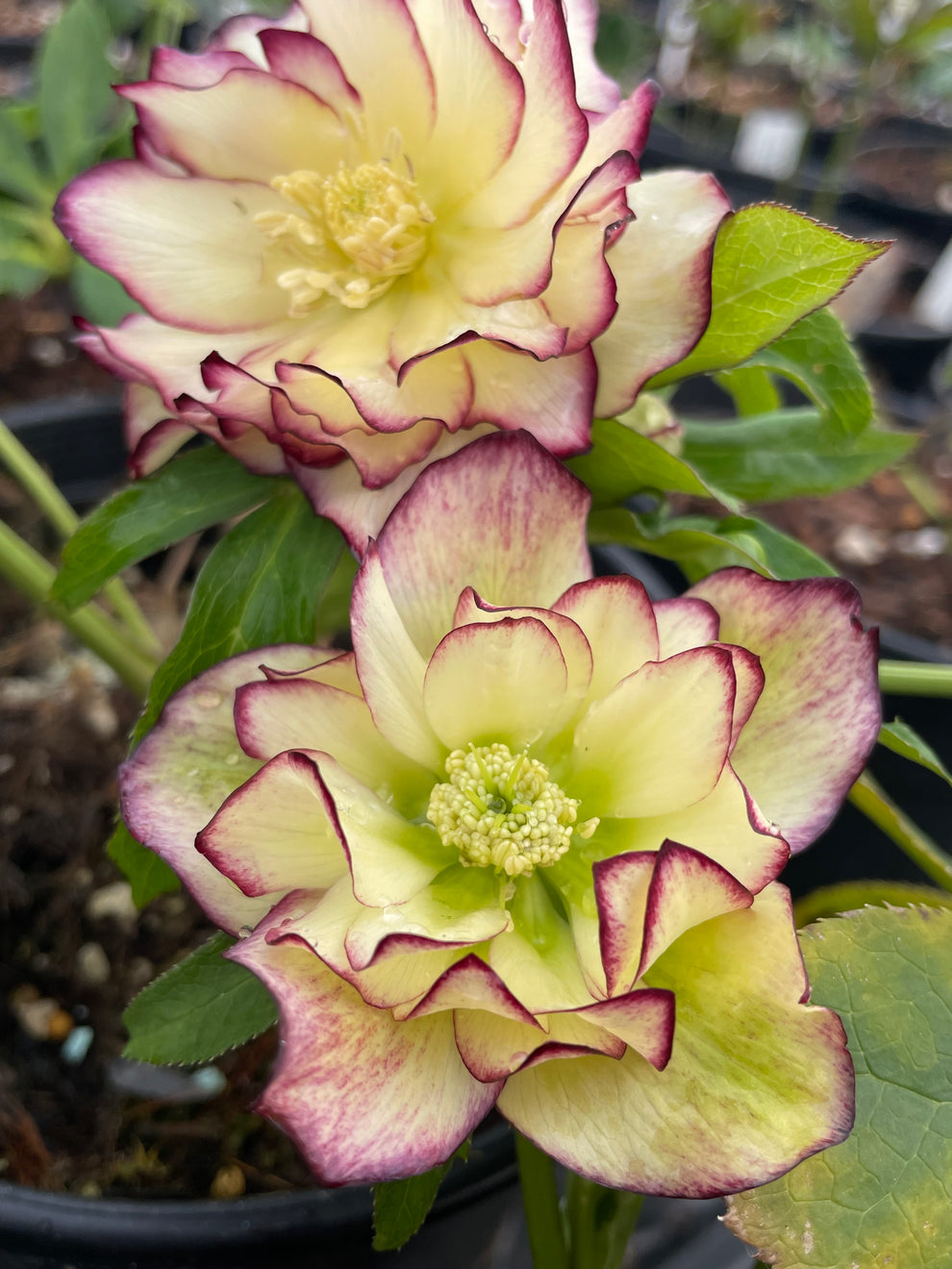 Helleborus x hybridus Winter Jewels series 'Sun Flare' – Singing Tree ...