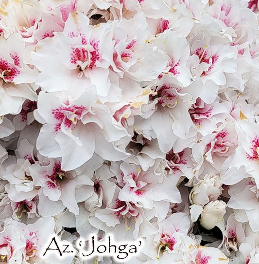 Satsuki azalea 'Johga'