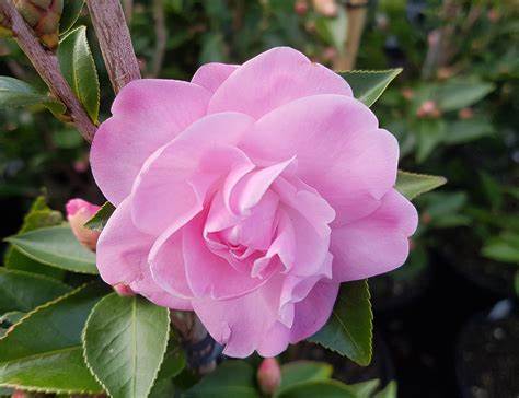 Camellia x 'Sweet Jane'