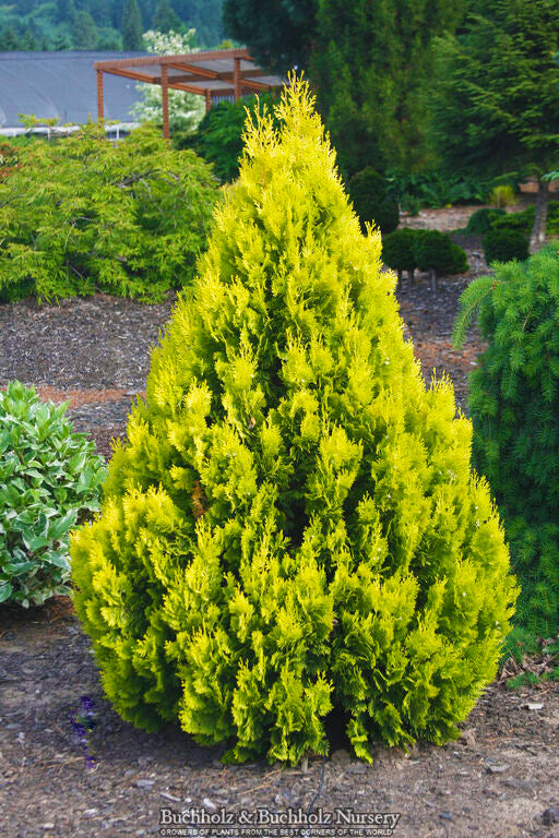 Thuja orientalis 'Weedom' – Singing Tree Gardens Nursery