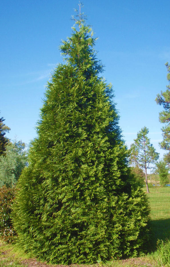 Thuja plicata x standishii 'Green Giant' – Singing Tree Gardens Nursery