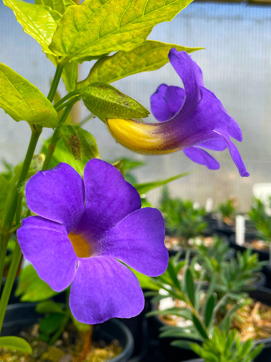 Thunbergia battiscombei - Blue Glory Vine